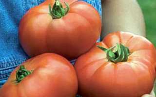 Характеристика и описание томата «Биф Пинк Бренди»