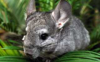 Шиншиллы в природе: разновидности и среда обитания