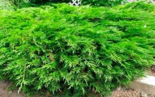 Как рассадить можжевельник: секреты размножения