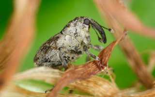 Как избавиться от долгоносика на клубнике народными средствами и препаратами