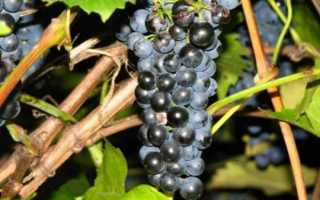 О винограде Мукузани: описание и характеристики сорта, посадка и уход