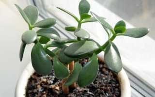 Как укрепить ствол денежного дерева