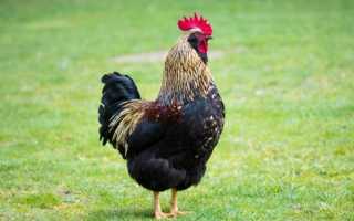 Распространенные болезни ног у кур