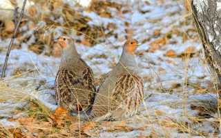 Распространенные виды куропаток и их описание