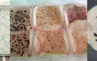 Стратификация семян: в чем ее суть и когда она необходима