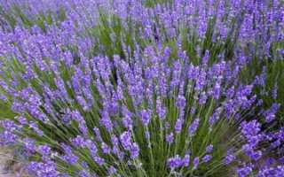 Лаванда ангустифолия посадка и уход в открытом грунте в подмосковье