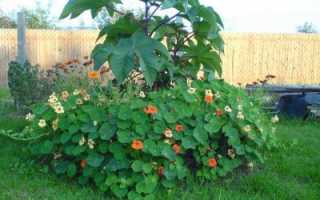 Райское дерево — лох многоцветковый