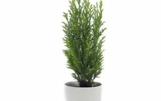 Кипарисовик элвуди посадка и уход в домашних условиях