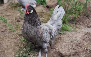 Андалузская голубая порода кур: описание, фото