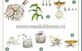 Как вырастить лилию из семян. Выращивание лилий из семян