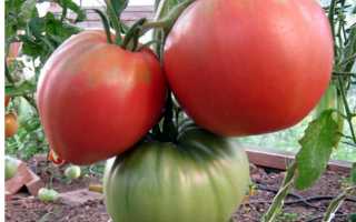 Помидоры Чудо лентяя — раннеспелый и устойчивый к перепадам температуры сорт томатов