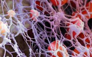 Как устроено донорство костного мозга: мифы, страхи, побочные эффекты