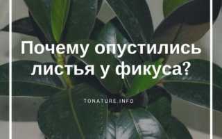 Почему фикус каучуконосный опустил листья. Почему опустились листья у фикуса?
