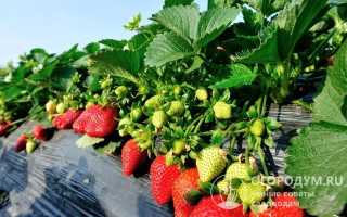 Ремонтантная клубника Сан Андреас: описание сорта