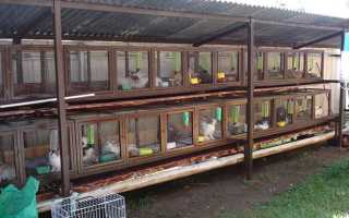 Разведение кроликов на дачном участке — выбор породы и методы содержания