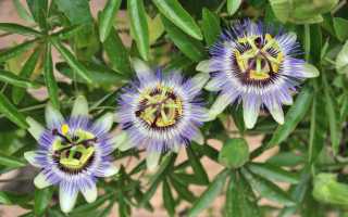Пассифлора: размножение, посадка, уход