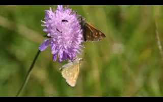 Короставник татарский (Tkjkvmgfunt mgmgjvtnw)