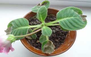 Почему у глоксинии на листьях коричневые пятна