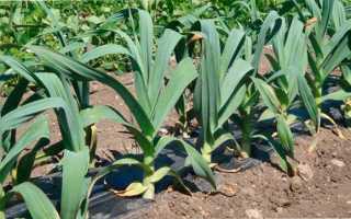 Чем полезен рокамболь: применение и противопоказания