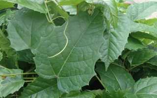 Циссус: описание,размножение,уход,выращивание,болезни,фото,виды