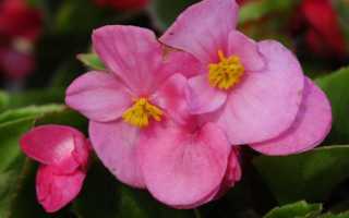 Как заставить цвести бегонию в домашних условиях