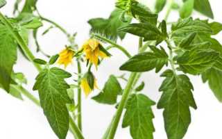 Томат Красная стрела характеристика и описание сорта урожайность фото