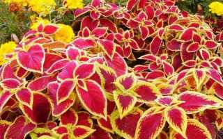 Посадка и уход за колеусом в открытом грунте