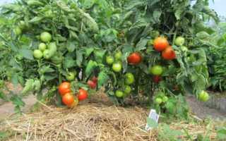 Лечение и профилактика фузариозного увядания томатов