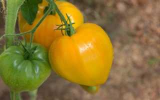 Томат сокровище инков характеристика и описание сорта