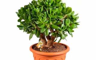 Как размножить денежное дерево в домашних условиях