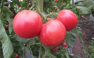 Розовые и малиновые помидоры: список 25 лучших сортов, их описания и характеристики