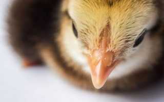 Цветной бройлер sasso xl 551 франция