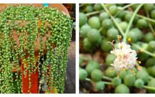 Выращиваем вдома экзотику — Крестовник ползучий