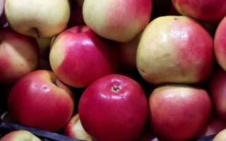 Характеристика высокоурожайного зимнего сорта яблони Лигол