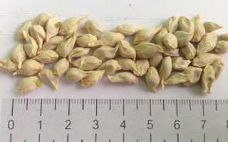 Правила прививки мандарина в домашних условиях