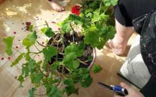 Пошаговое руководство по размножению королевской пеларгонии в домашних условиях. Советы по уходу за цветком