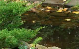 Как подготовить к зиме мелкий декоративный бассейн