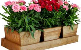 Гвоздика комнатная — уход в домашних условиях