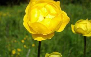 Описание, особенности строения и виды купальницы