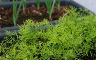 Советы — как вырастить укроп в домашних условиях