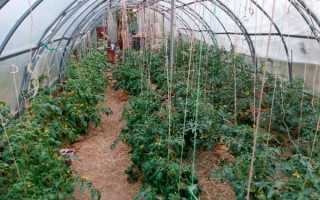 Томат Хали-Гали: характеристика, описание сорта, отзывы