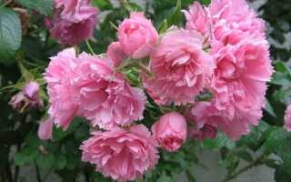 Pink Grootendorst – шиповник, относящийся к группе Ругоза