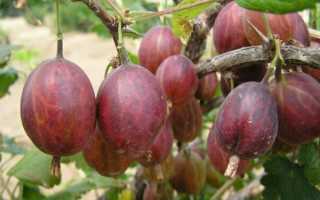 Крыжовник сорт Финик: описание сорта и отзывы