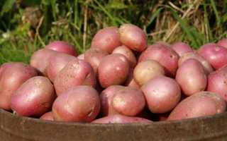 Агротехника культивирования картошки Алладин
