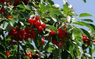 Выращивание сорта черешни Ярославна описание и характеристики