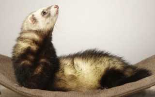 Из чего сшить гамак для хорька