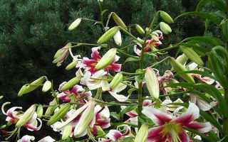 Лилейное дерево — посадка и уход, сорта, названия и описание ?