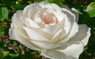 Роза Шнеевитхен (Schneewittchen) — описание культуры