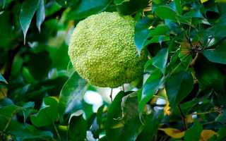 Маклюра (адамово яблоко): лечебные свойства и противопоказания. Рецепты лечения адамовым яблоком