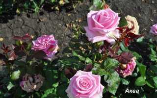 Роза аква выращивание и уход в вашем саду